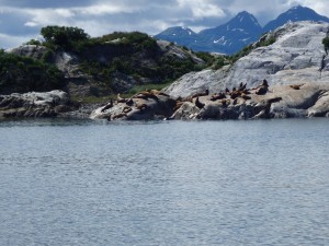 Steller sea lions on South Marble Island (1)   